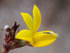 Monopsis lutea