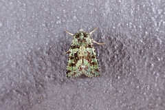 Plexiphleps stellifera