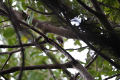 Pygarrhichas albogularis