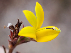 Monopsis lutea
