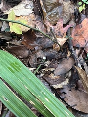 Marasmius epiphyllus