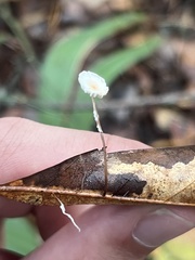 Marasmius epiphyllus