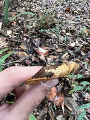 Marasmius epiphyllus