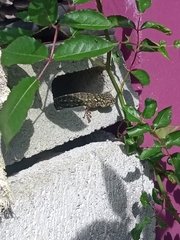 Sceloporus malachiticus