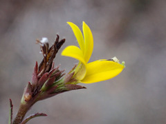Monopsis lutea