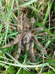 Harpactira gigas