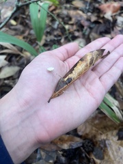 Marasmius epiphyllus