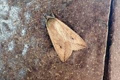 Mythimna