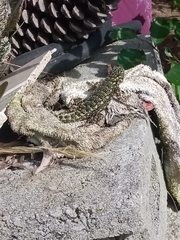 Sceloporus malachiticus