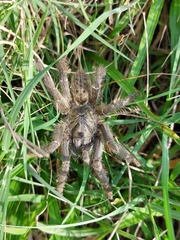 Harpactira gigas