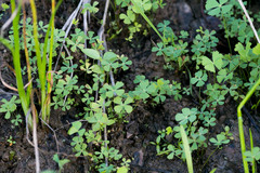 Marsilea fenestrata
