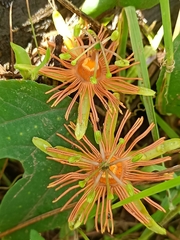 Passiflora mexicana