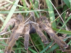 Harpactira gigas