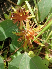 Passiflora mexicana