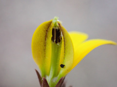 Monopsis lutea