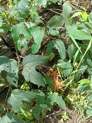 Passiflora mexicana