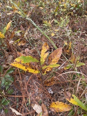 Castanea pumila floridana