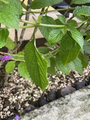 Stachytarpheta jamaicensis