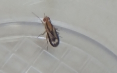 Apiochaeta vitticollis