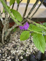 Stachytarpheta jamaicensis