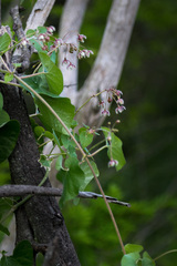 Pergularia daemia daemia