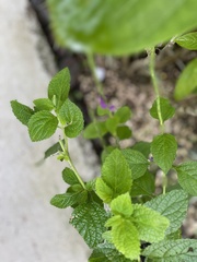 Stachytarpheta jamaicensis