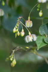 Pergularia daemia daemia