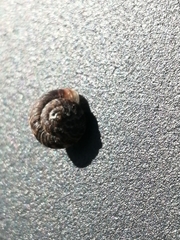 Xerotricha conspurcata