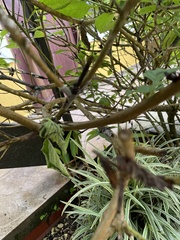 Stachytarpheta jamaicensis