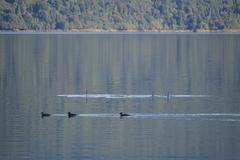 Tachyeres patachonicus