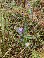 Symphyotrichum walteri