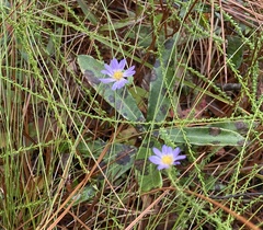 Symphyotrichum walteri