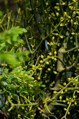 Viscum verrucosum