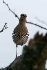 Cercotrichas leucophrys