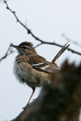 Cercotrichas leucophrys