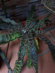 Cryptanthus