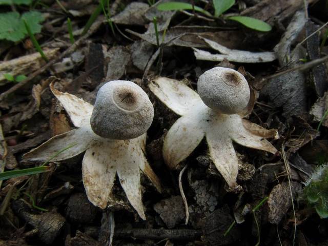 Tiny Earthstar