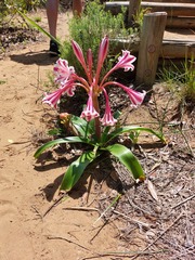 Crinum stuhlmannii delagoense