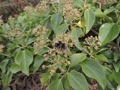 Hedera colchica