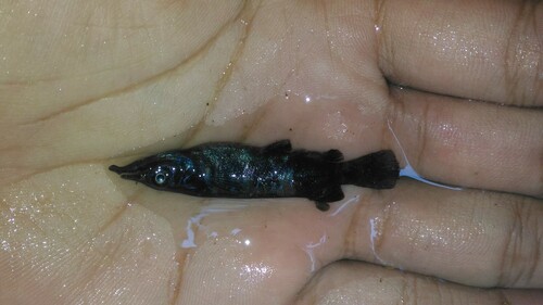 Celebes-halfsnavel (Nomorhamphus celebensis) — Zenarchopteridae — 3