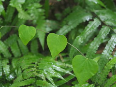 Pericampylus glaucus