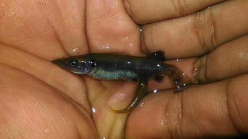 Celebes-halfsnavel (Nomorhamphus celebensis) — Zenarchopteridae — 2