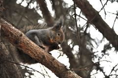 Sciurus vulgaris