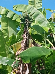 Musa acuminata