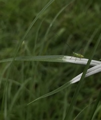 Conocephalus saltator