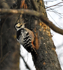 Dendrocopos leucotos