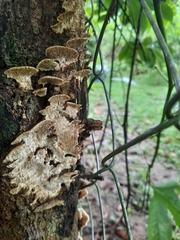 Dentocorticium portoricense