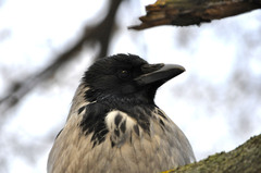 Corvus cornix