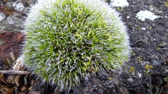 Grimmia pulvinata