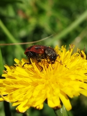 Astylus trifasciatus